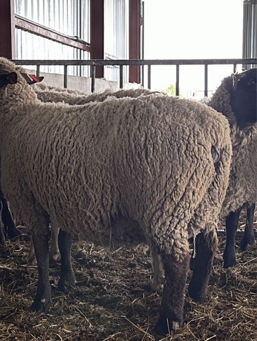 Suffolk cu varsta intre 14-16 luni
