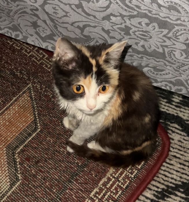 Mushul hadyaga yaxshi oilaga beriladi