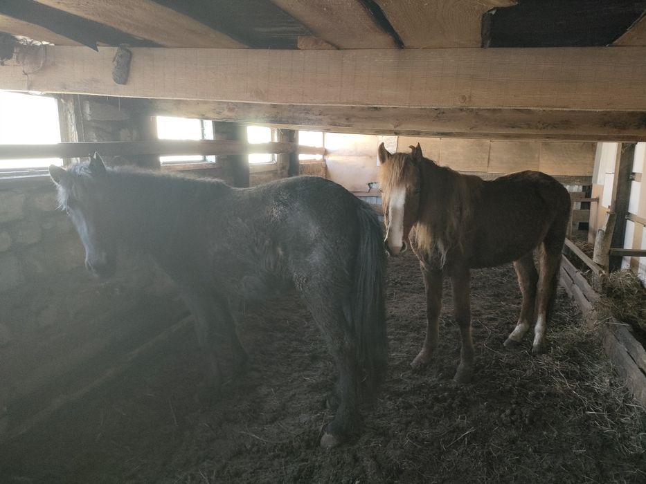 Продам молодых лошадей одна девочка один мальчик