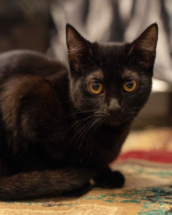 Котёнок девочка в хорошие руки!