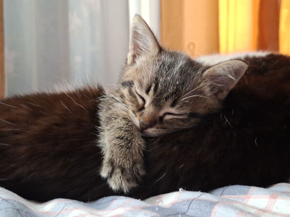 Котенок мальчик в добрые руки