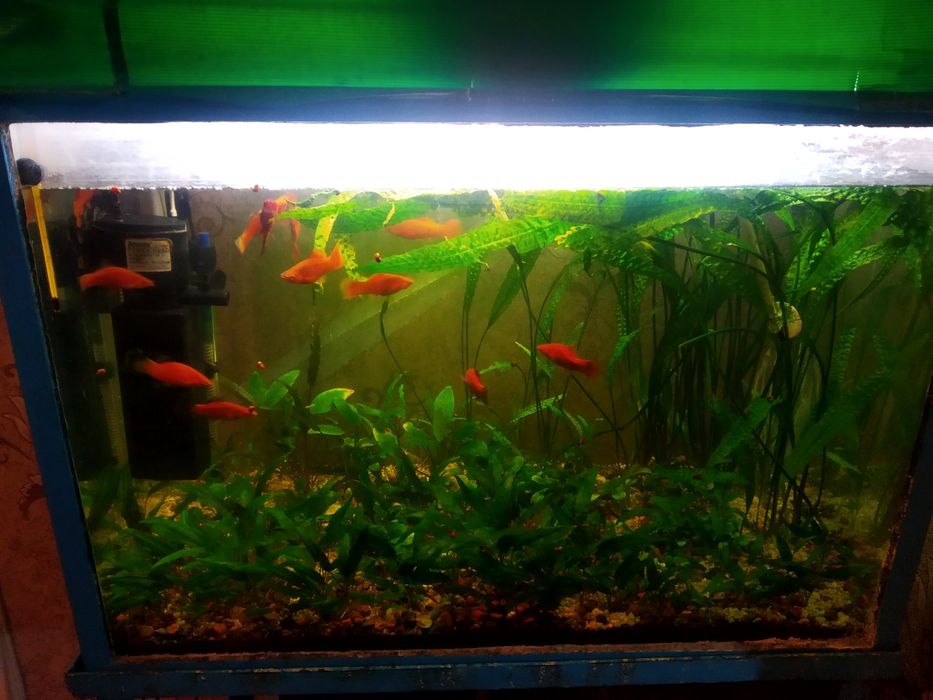 Аквариум с  растениям и рыбками