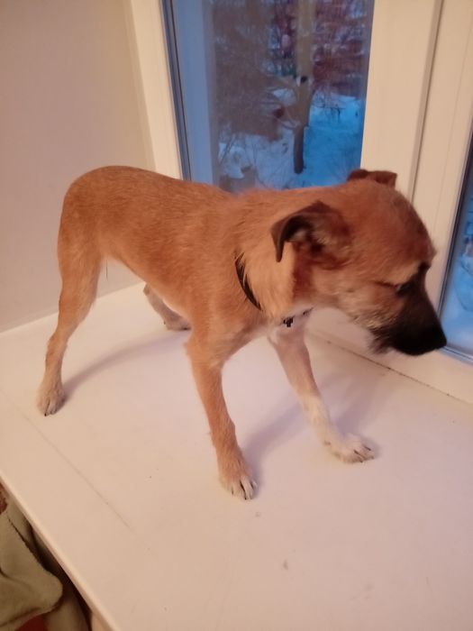 Той терьер помесь девочка