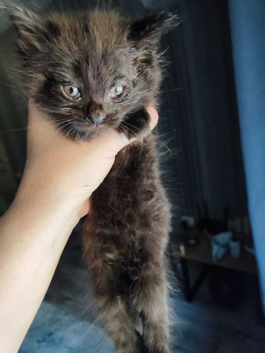 Кошечка срочно отдам