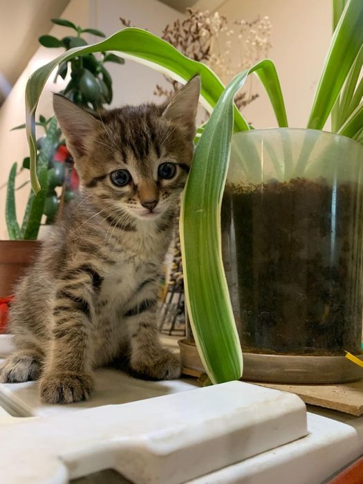 Отдам котят в добрые руки