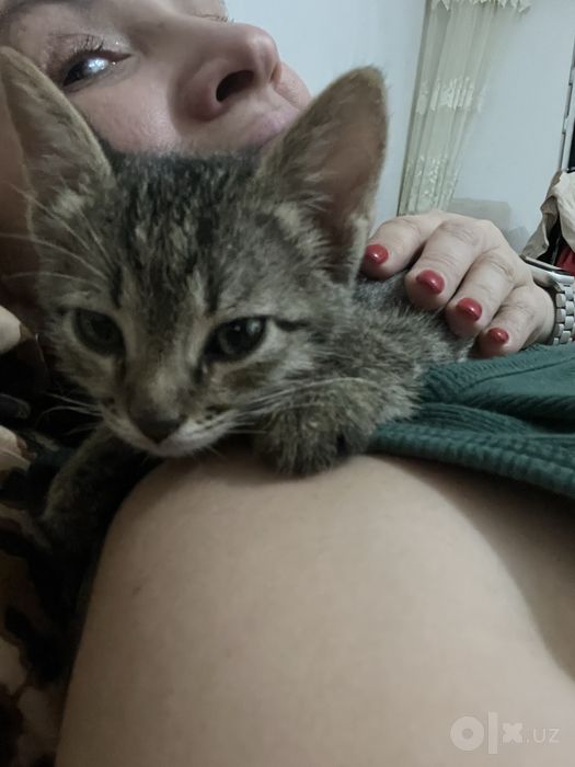 Отдам котят мальчиков в заботливые верные руки