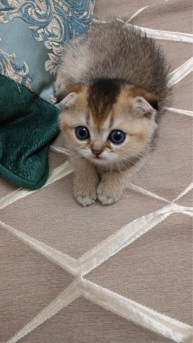 Котята шиншиллы