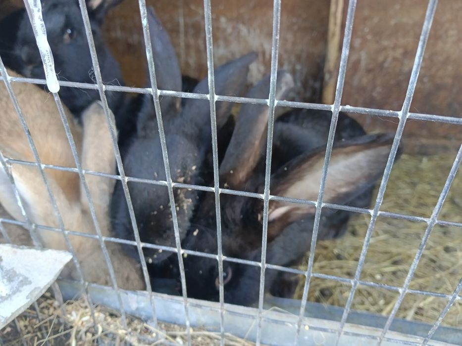 Қоян, кролик обмен