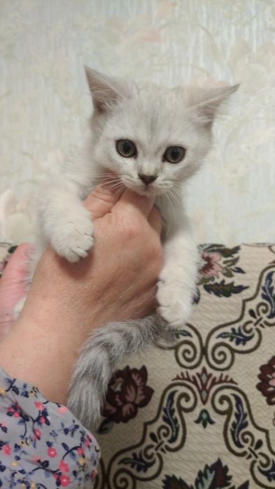 Serebristiy shinshila