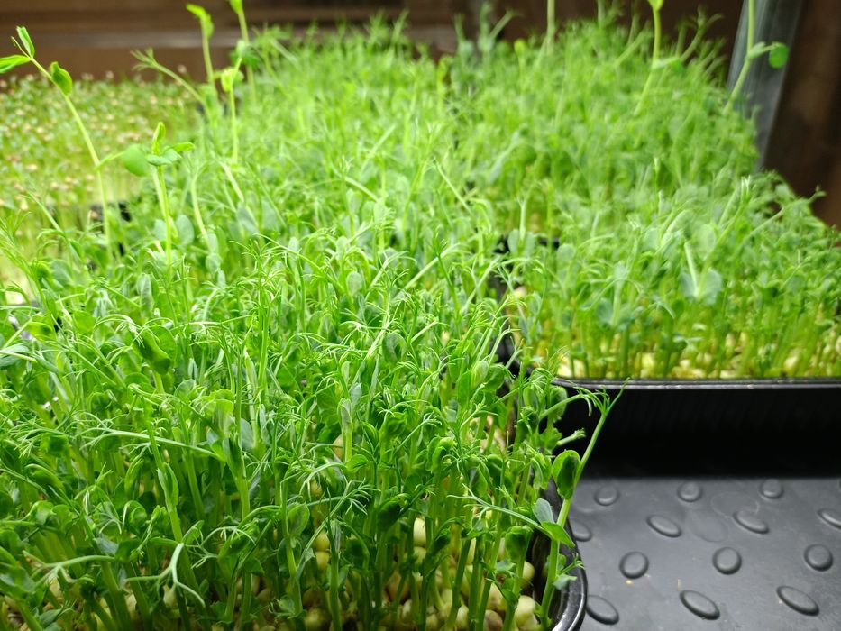 Микрозелень в боксах