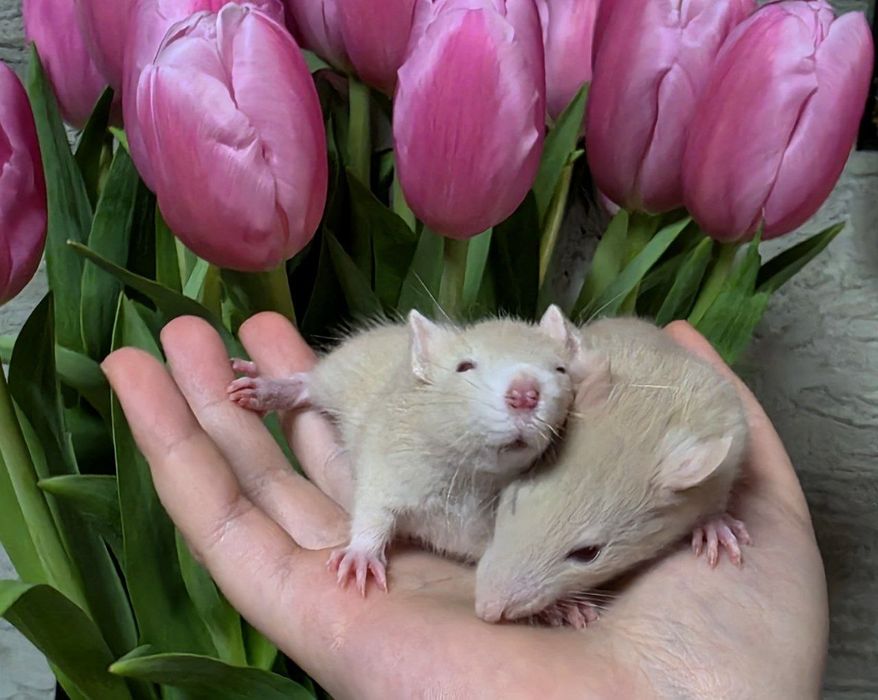 Декоративные крысы