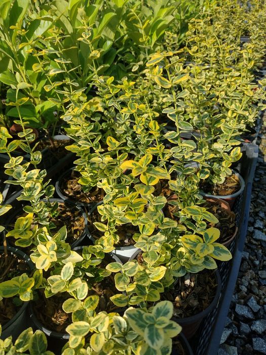 Producator vand diferite plante ornamentale