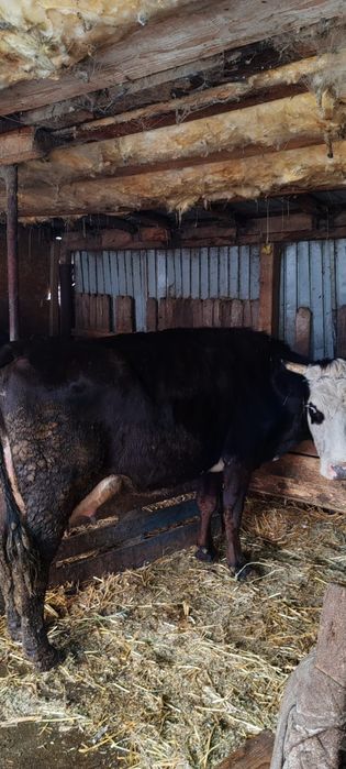 Vaca de vânzare buna de lapte