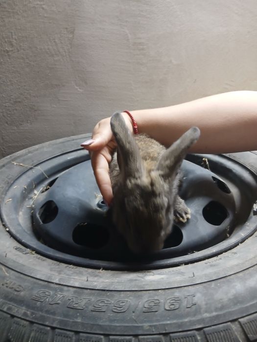 De vânzare iepuraş de 2 luni