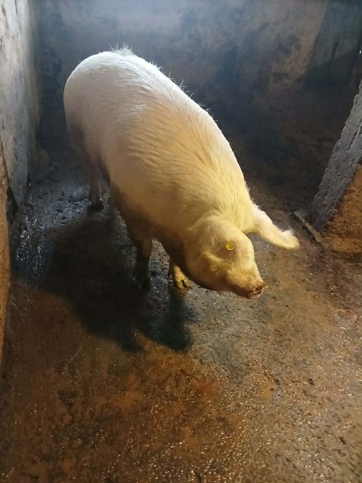 Продавам Прасета !!