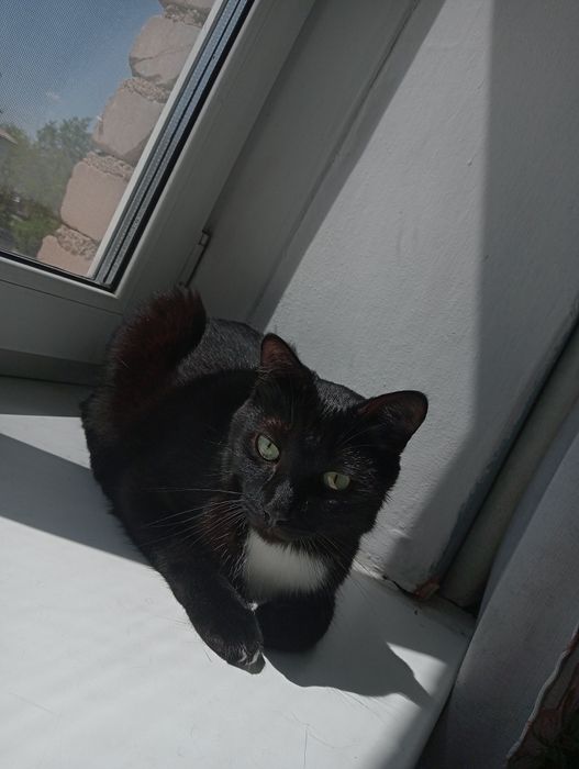 Отдам кота в хорошие руки