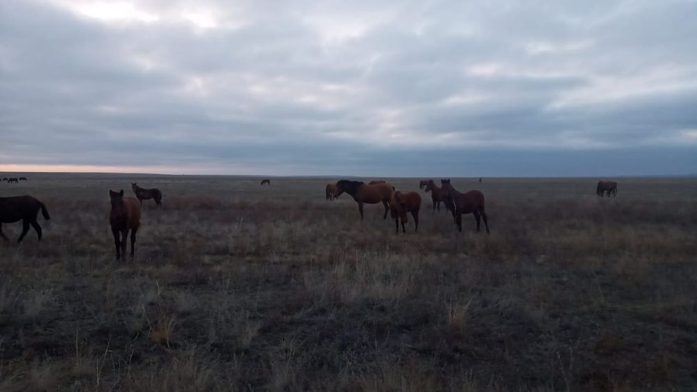 Продам лошадей, Жабагы