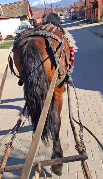 Vand armasar cuminte 1.9luni (150 de milioane)