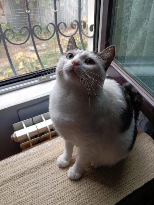 Отдам в добрые руки