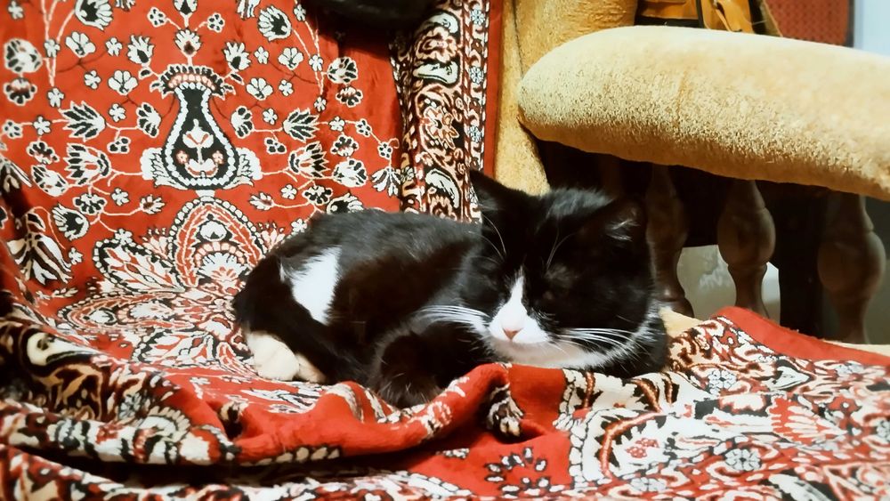 Красивейшая мелкая кошечка в любящую семью, девочка, стерилизованная