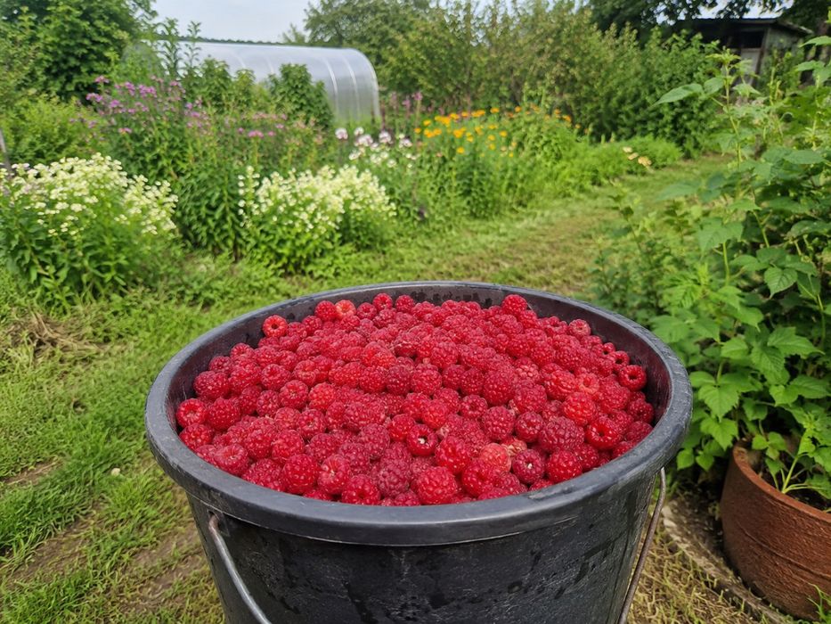 Vand zmeura Bio din gradina proprie