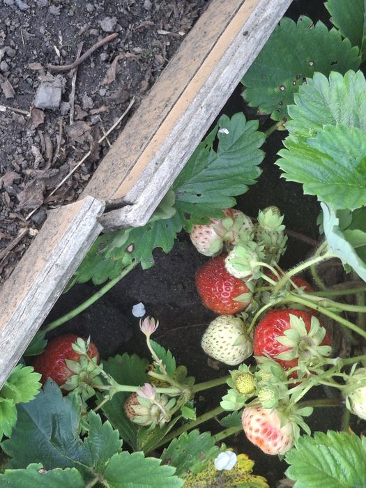 Продам дачу в с/о Буревестник