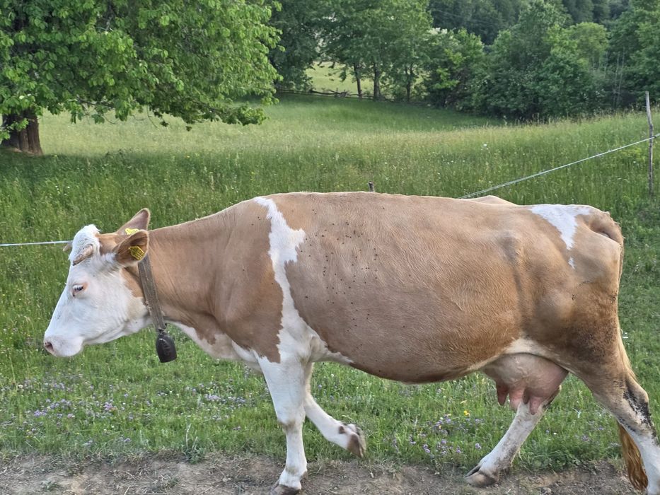 Vând vacă cu lapte