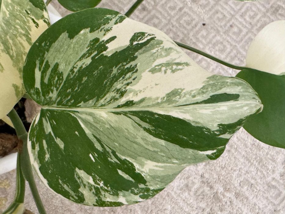 Черенок монстера альба вариегатный