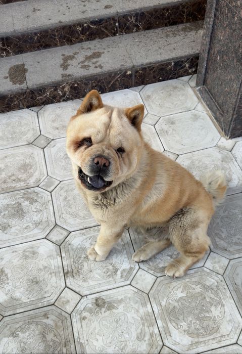 Чау-Чау Собака продам