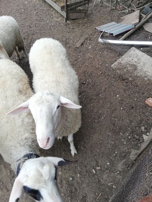 Продавам  овен на 3 години