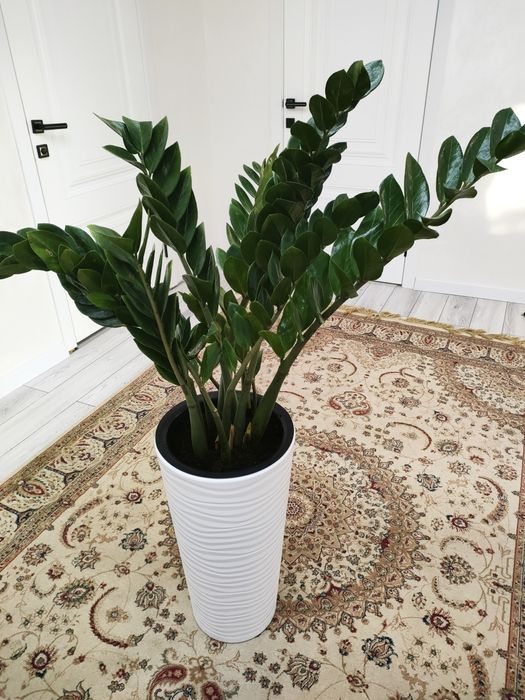 Комнатные цветы.  Есть доставка