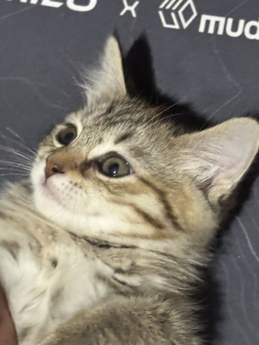 Отдам даром в хорошие руки