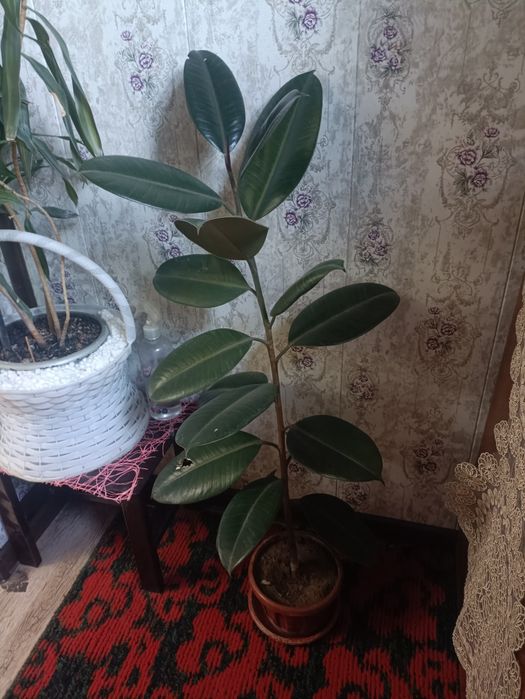 Продам фикусы,есть две штуки