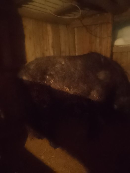 Байтал семиртилген