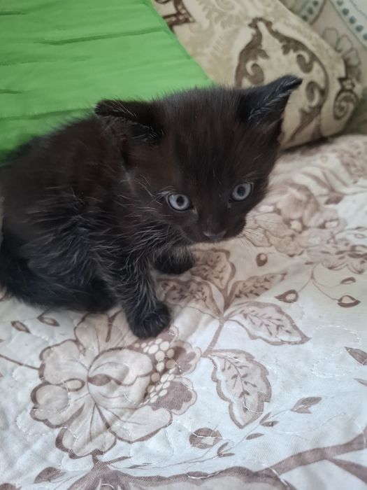 Отдам в добрые руки котика