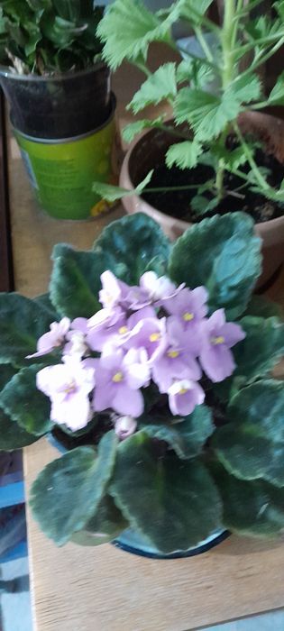 Продам щучий хвост