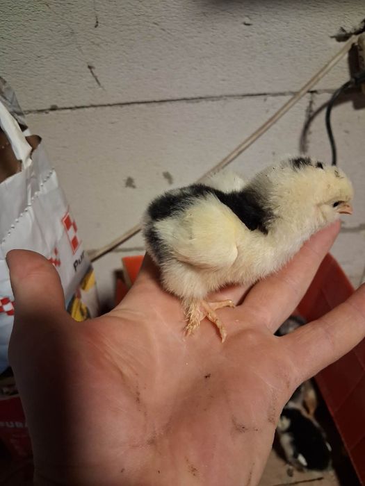 Vand pui de gaini moțate de rasa mai multe detalii la nr de telefon 07