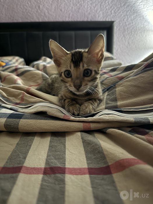 котенок  бенгал