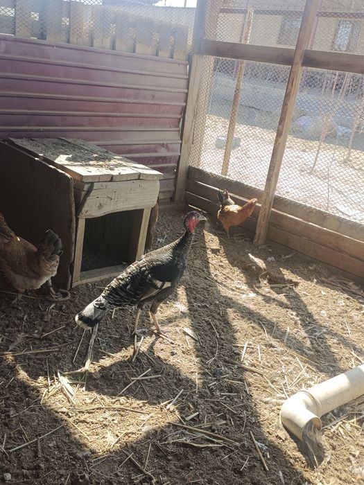 продается индюк по выгодной цене