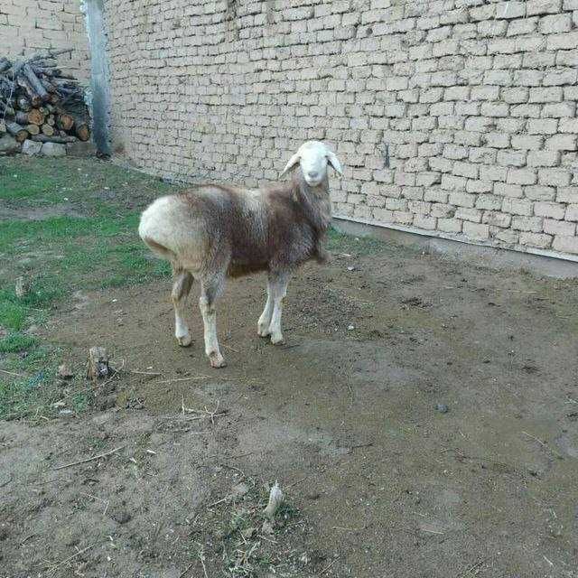 qoylar qurbonlik uchun