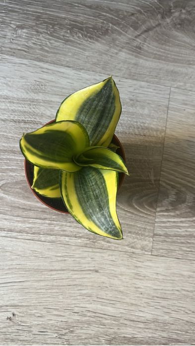 Красивые комнатные цветочки