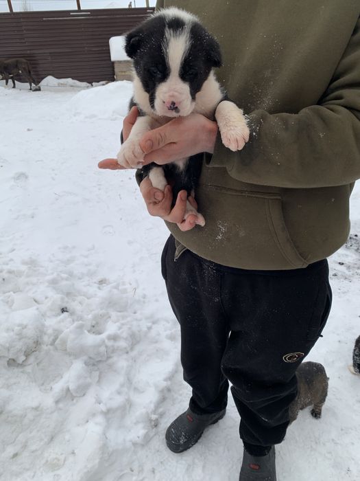 Продается Щенкии Алабая 1месяц