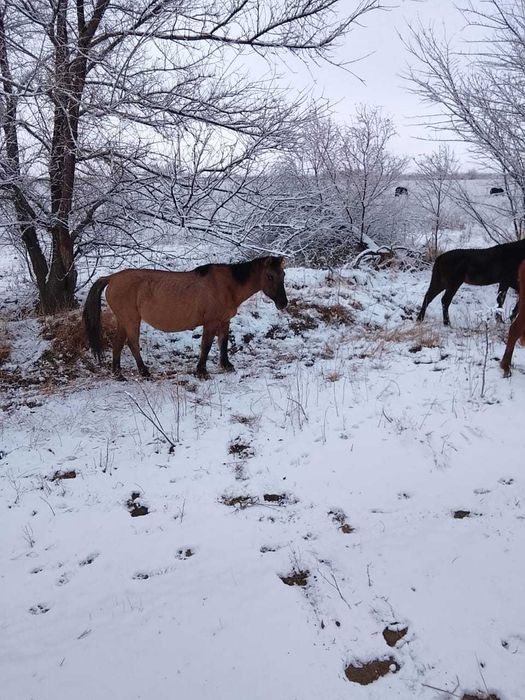 Буаз бие таймен бірге сатылады
