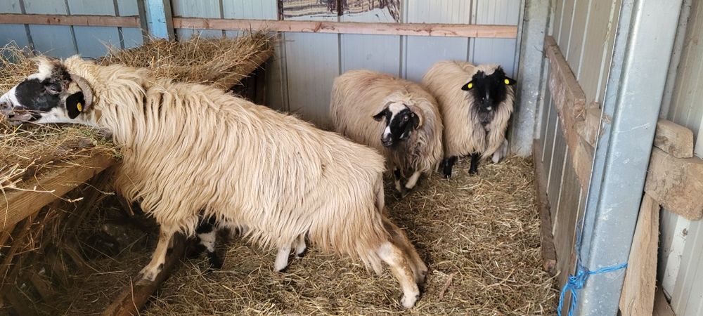 Trei oi cu miei disponibile