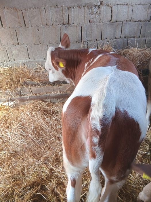 Vând vițea pentru ținut