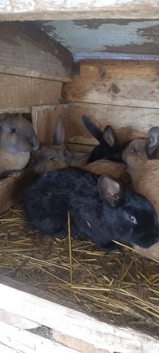 Продажа Кроликов