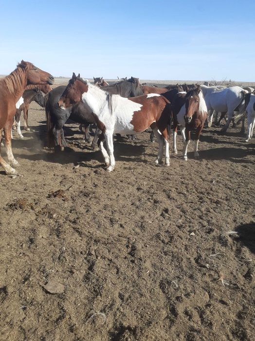 Продам лошадей тайчиков