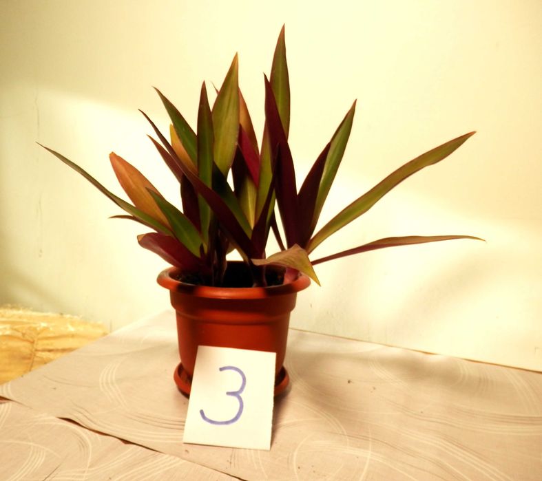 Rhoeo discolor (Bărcuța cu crini sau Bârfa babelor)