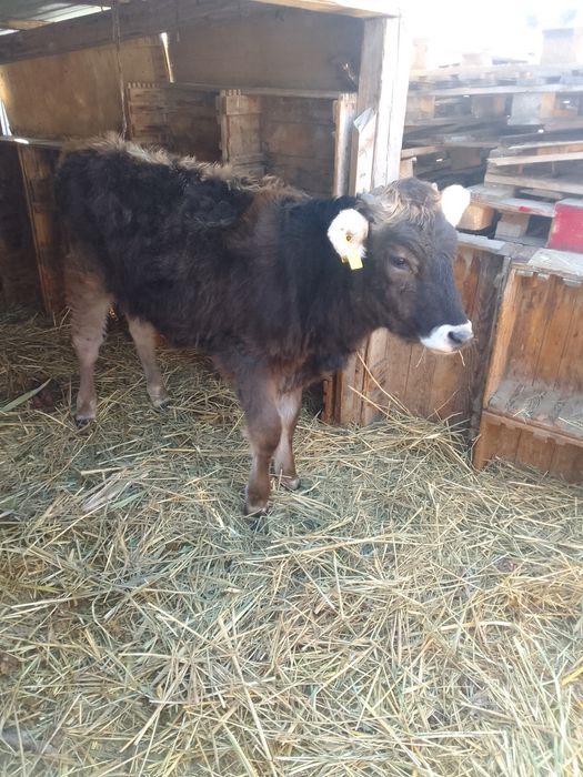 Продам телку хороши