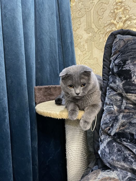 скотиш фолд на вязку мальчик